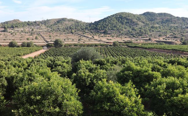 Cata de Vinos Denominación de Origen Alicante